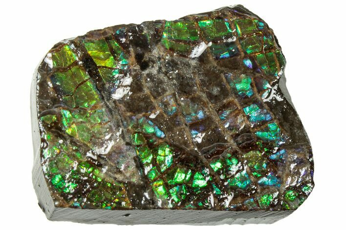 Iridescent Ammolite (Fossil Ammonite Shell) - Alberta #311401